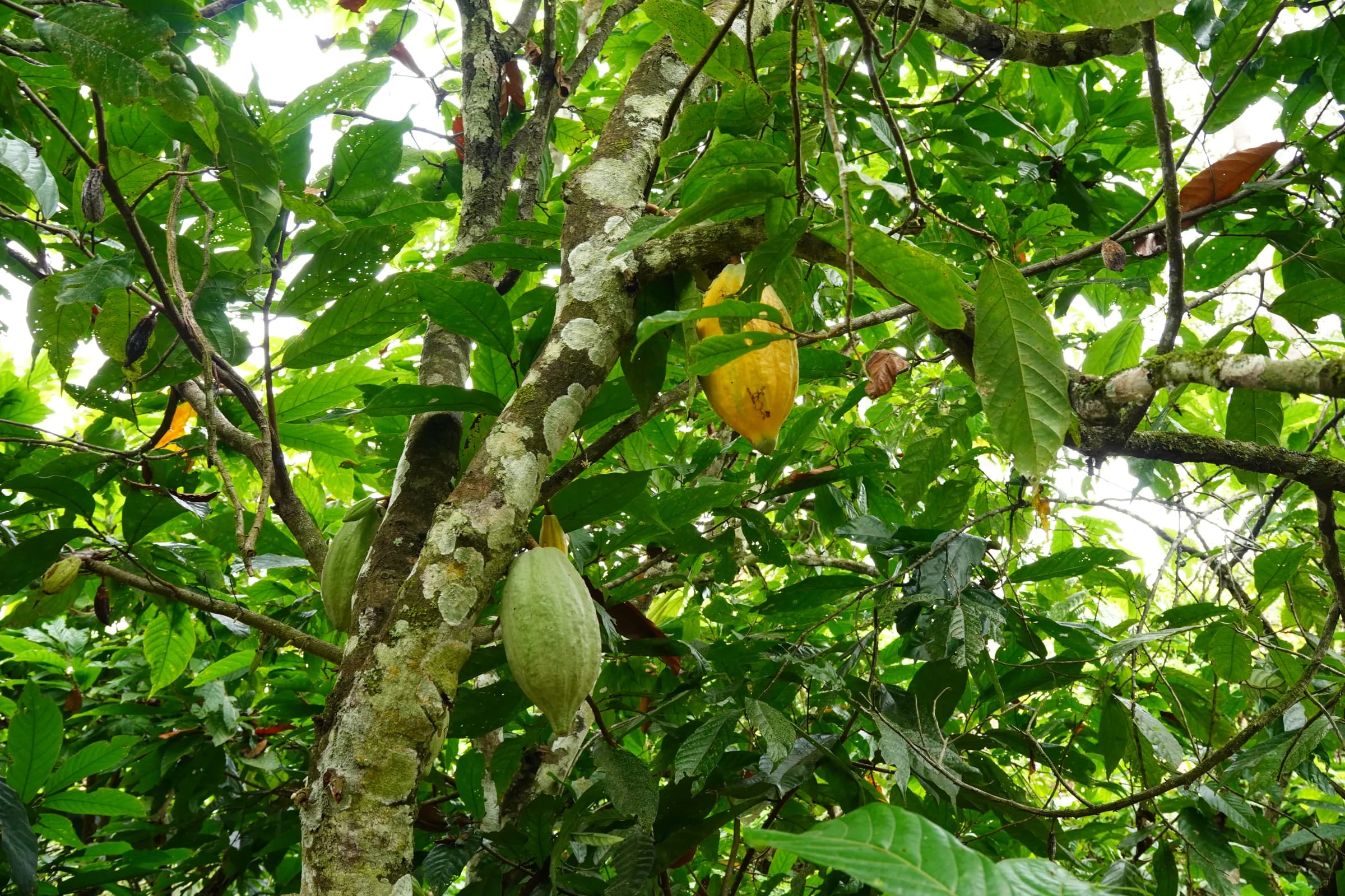 A single cocoa pod ripening on a shaded tree in an established agroforestry plot