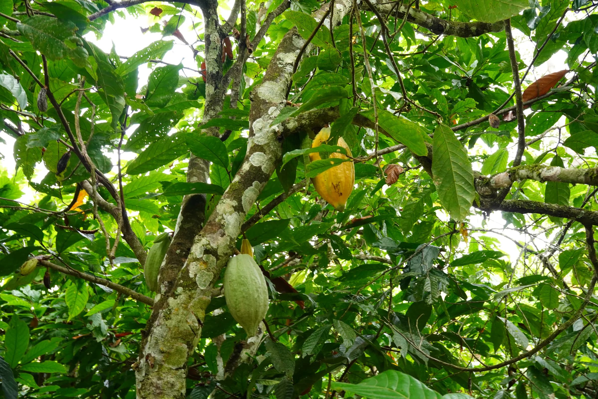 Cocoa pods ripening on a shaded tree in an established agroforestry plot near Sefwi Bekwai