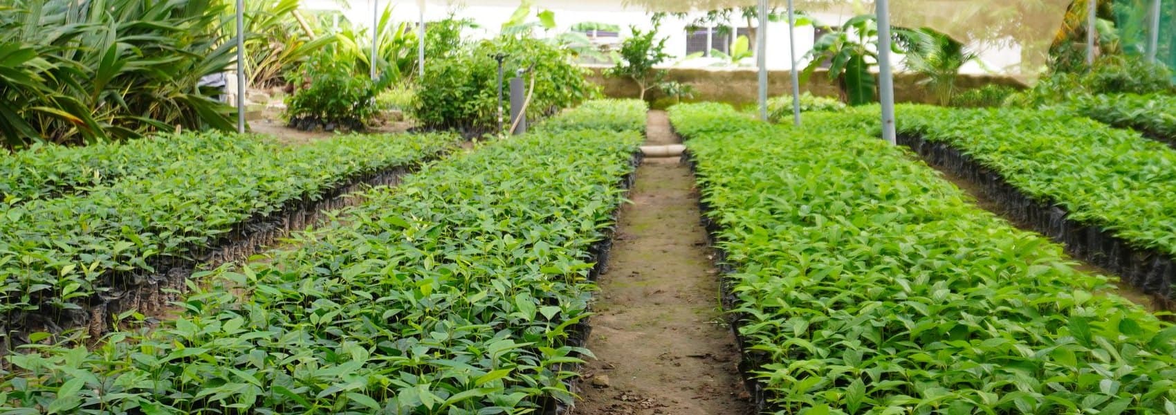 Rows of young trees under shade netting at the QIA nursery in Sefwi Bekwai